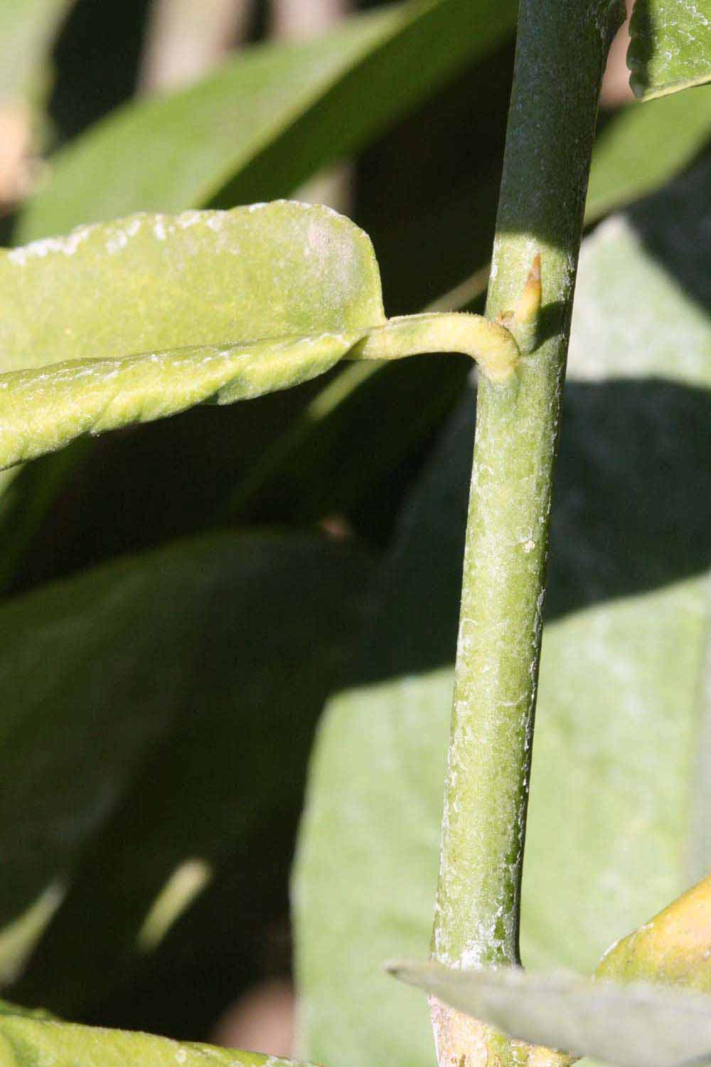            First year twig (Riverside, CA)   